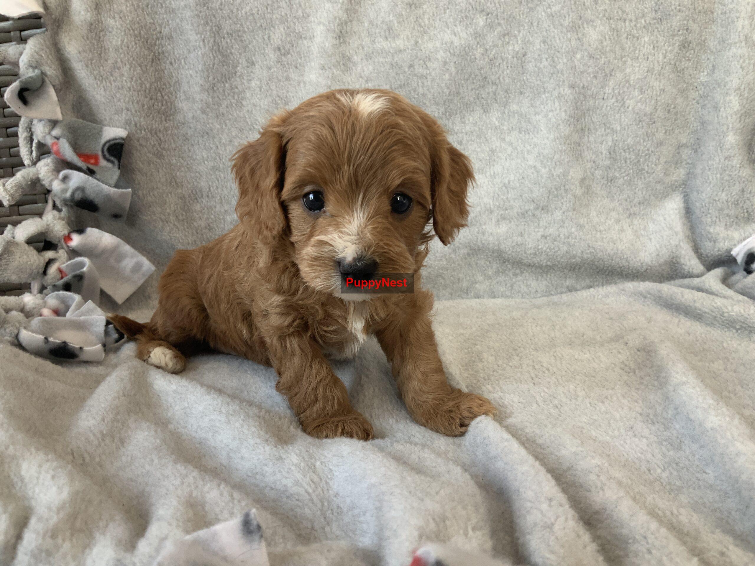 Puppy Thumbnail